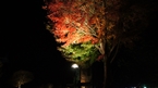 河口湖紅葉まつり / Kawaguchiko autumn leaves Festival.